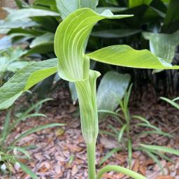 Arisaema triphyllum flower