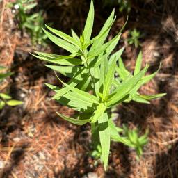 Asclepias incarnata foliage