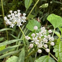 Asclepias perennis - Flower