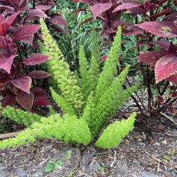 Asparagus densiflorus 'Sprengeri' habit