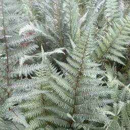 Athyrium 'Ghost' foliage