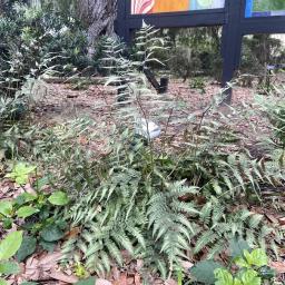 Athyrium 'Godzilla' habit