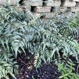 Athyrium niponicum var. pictum habit