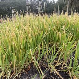 Avena nuda foliage