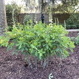 Baptisia 'Carolina Moonlight' flowering habit