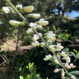 Baptisia alba flowers