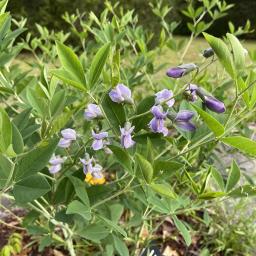 Baptisia australis flowers