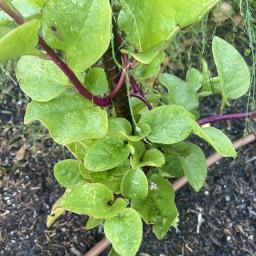 Basella rubra 'Red Stem' foliage