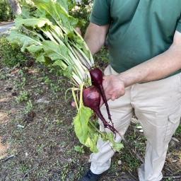 Beta vulgaris [Garden Beet Group] 'Lutz Green Leaf' (Winter Keeper) root