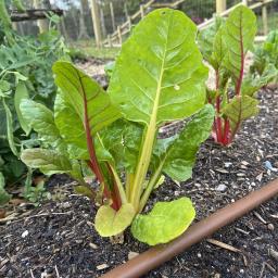 Beta vulgaris [Leaf Beet Group] 'Prismatic Rainbow' habit