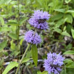 Blephilia ciliata flowers