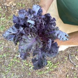 Brassica oleracea [Acephala Group] 'Scarlet' foliage