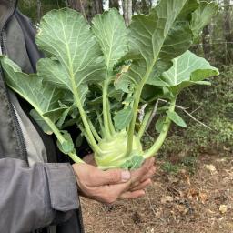 Brassica oleracea [Gongylodes Group] 'Kossak' plant