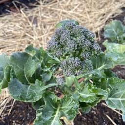 Brassica oleracea [Italica Group] 'Bonarda' flower buds or head