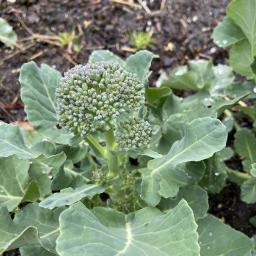 Brassica oleracea [Italica Group] 'Waltham 29' head