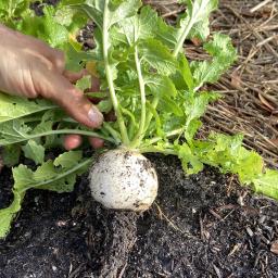 Brassica rapa [Rapifera Group] 'White Egg' root