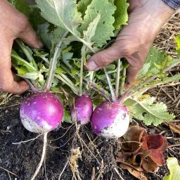 Brassica rapa [Rapifera Group] 'Purple Top White Globe' turnip roots