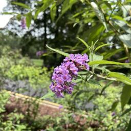 Buddleja 'PDSI-1' (Ultra Violet™) flowers