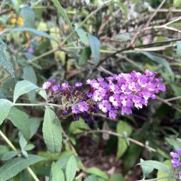 Buddleja davidii 'Tobudviole' (Buzz™ Purple) flowers