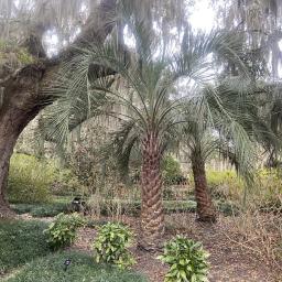 Butia capitata habit