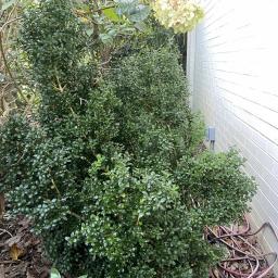 Buxus microphylla 'Bulthouse' (Sprinter®) habit