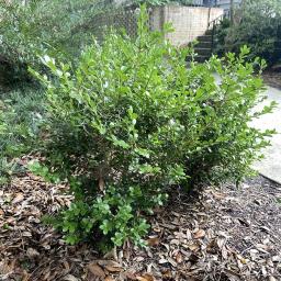 Buxus sinica var. insularis 'Wintergreen' habit