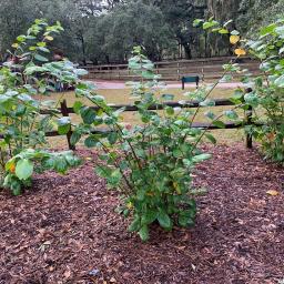 Calycanthus 'SMNCAF' (Simply Scentsational®) habit