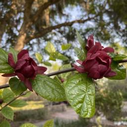 Calycanthus ×raulstonii 'Hartlage Wine' flowers