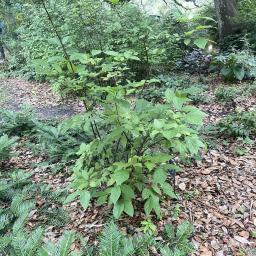 Calycanthus floridus 'Athens' habit