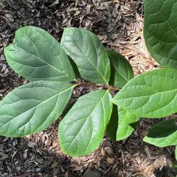 Calycanthus floridus 'Michael Lindsey' foliage