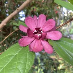 Calycanthus floridus flower