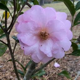 Camellia ×williamsii 'Taylor's Perfection' flower