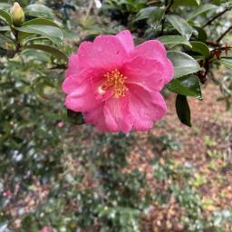 Camellia hiemalis 'Kanjiro' flower