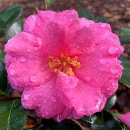 Camellia hiemalis 'Shishi-Gashira' flower