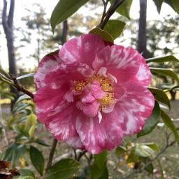 Camellia japonica 'Ann Blair Brown Variegated' flower