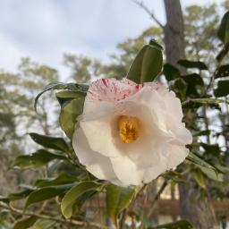 Camellia japonica 'Betty Foy Sanders' flower