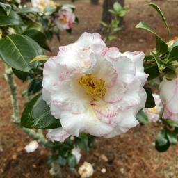 Camellia japonica 'Betty's Beauty' flower