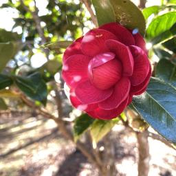 Camellia japonica 'Black Tie' flower