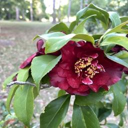 Camellia japonica 'Cherries Jubilee' flower