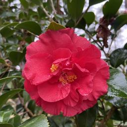 Camellia japonica 'Don-Mac' flower