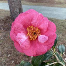 Camellia japonica 'Drama Girl' flower