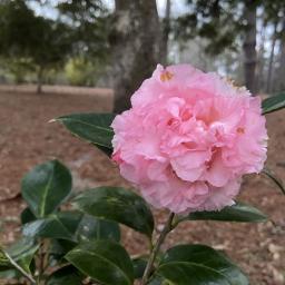 Camellia japonica 'Elaine's Betty' flower