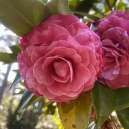 Camellia japonica 'Esther Ann' flower