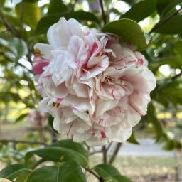 Camellia japonica 'Esther Smith' flower