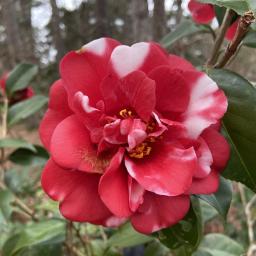 Camellia japonica 'Governor Mouton' flower