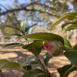 Camellia japonica 'Margaret Davis' flower bud