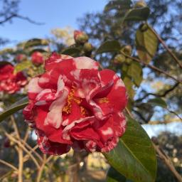 Camellia japonica 'Miss Charleston Variegated' flower