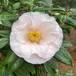 Camellia japonica 'Moonlight Bay' flower