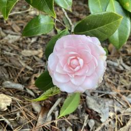 Camellia japonica 'Pink Perfection' flower