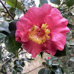 Camellia japonica 'R.L. Wheeler' flower